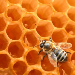 Beekeeping products and raw materials
